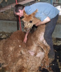 Joe McCauley nearly finishes shearing Twinkle the alpaca.