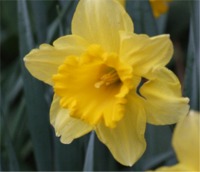 Donegal Daffodil Day volunteers raised more than 70,000 in 2006.