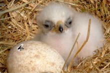Chick little...Ireland's first Golden Eagle born in 100 years.