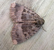 The 'Old Lady Moth'.
