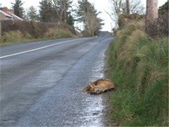 A dead fox lying on the road in the Gleneely area.