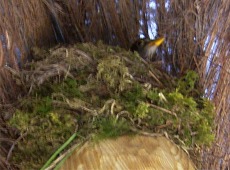The blackbird in its nest at the Iosas Centre in Muff.