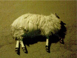 The sheep that had to be put down in Buncrana after a terrifying ordeal in April 2009. Photo: The ISPCA.