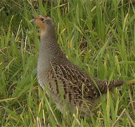 Grey Partridge Inch Donegal