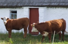 Donegal farmers to get 80 per suckler cow.