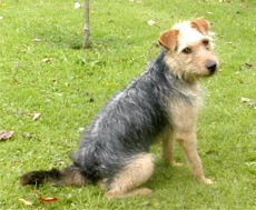 This is Kinny, a small but lively male terrier. He's just one of the animals at the Donegal Pet Rescue who needs a new home.